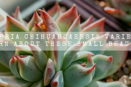 Echeveria Chihuahuaensis Variegated | Learn About These Small Beauties