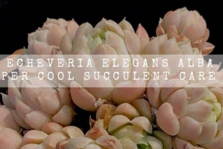 Echeveria Elegans Alba | 14 Super Cool Succulent Care Facts |