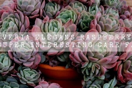 Echeveria Elegans Raspberry Ice | 14 Super Interesting Care Facts |