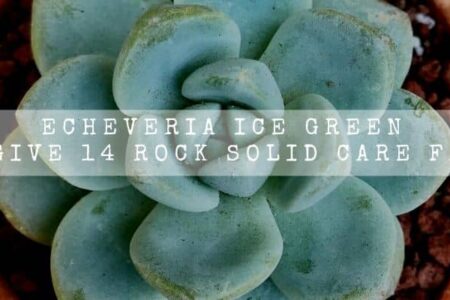 Echeveria Ice Green | We Give14 Rock Solid Care Facts |