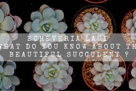 Echeveria Laui | What Do You Know About This Beautiful Succulent ?