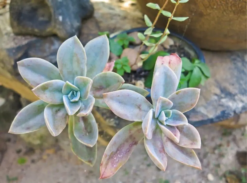 Echeveria Laui 2 1