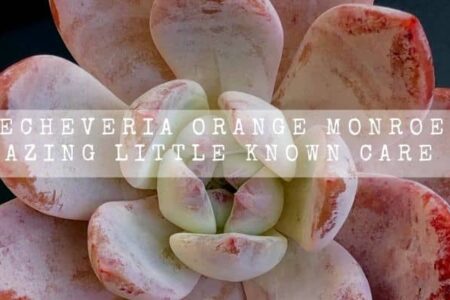 Echeveria Orange Monroe | 12 Amazing Little Known Care Facts |