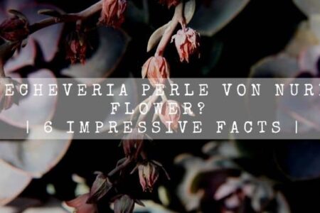 Does Echeveria Perle Von Nurnberg Flower? | 6 Impressive Facts |