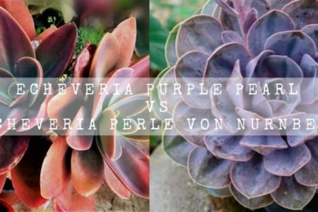 Amazing Echeveria Purple Pearl vs Echeveria Perle Von Nurnberg