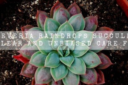 Echeveria Raindrops Succulent | 14 Clear And Unbiased Care Facts |