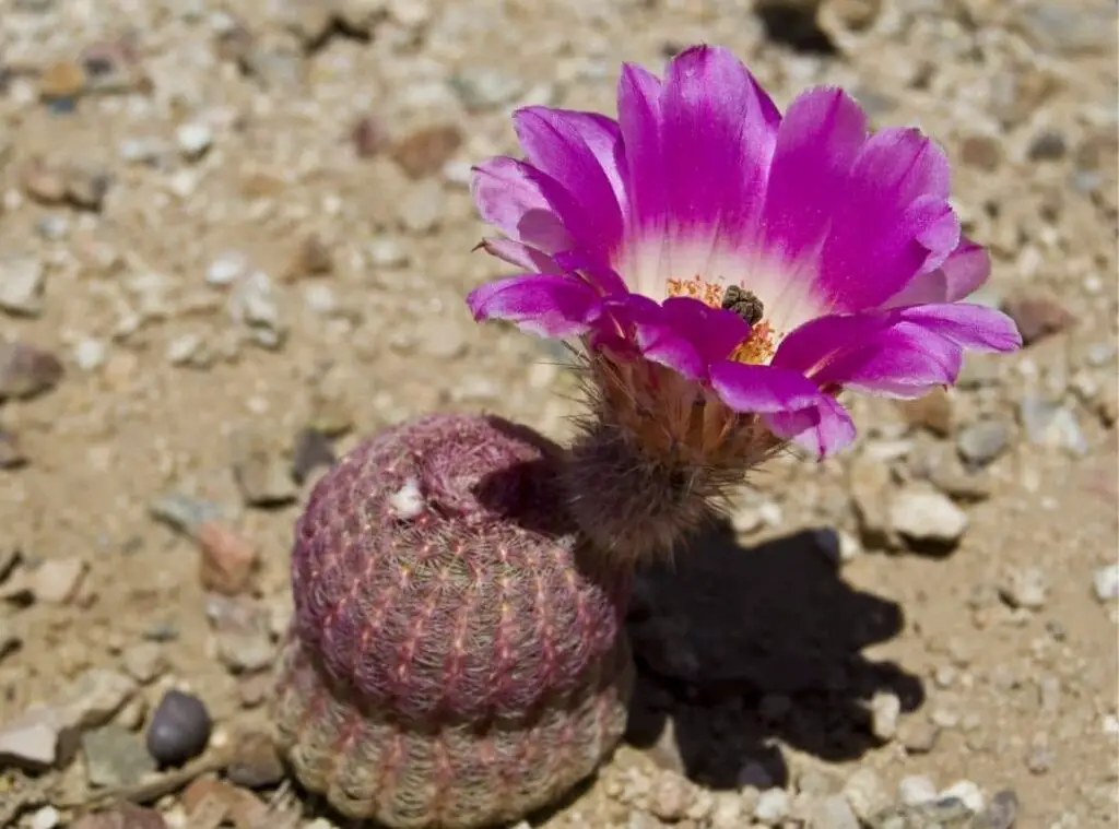 Echinocereus Rigidissimus