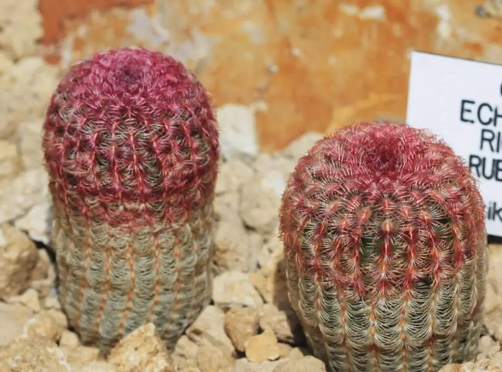 Echinocereus Rigidissimus 5 1