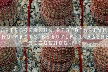 Echinocereus Rigidissimus ( Who Wants Beautiful Rainbow Hedgehog ? )