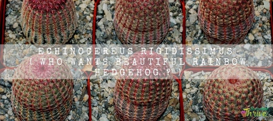 Echinocereus Rigidissimus