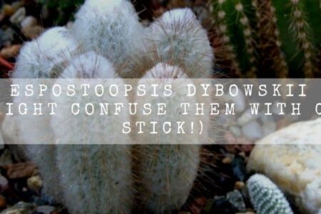 Espostoopsis Dybowskii (You Might Confuse Them With Cotton Stick!)