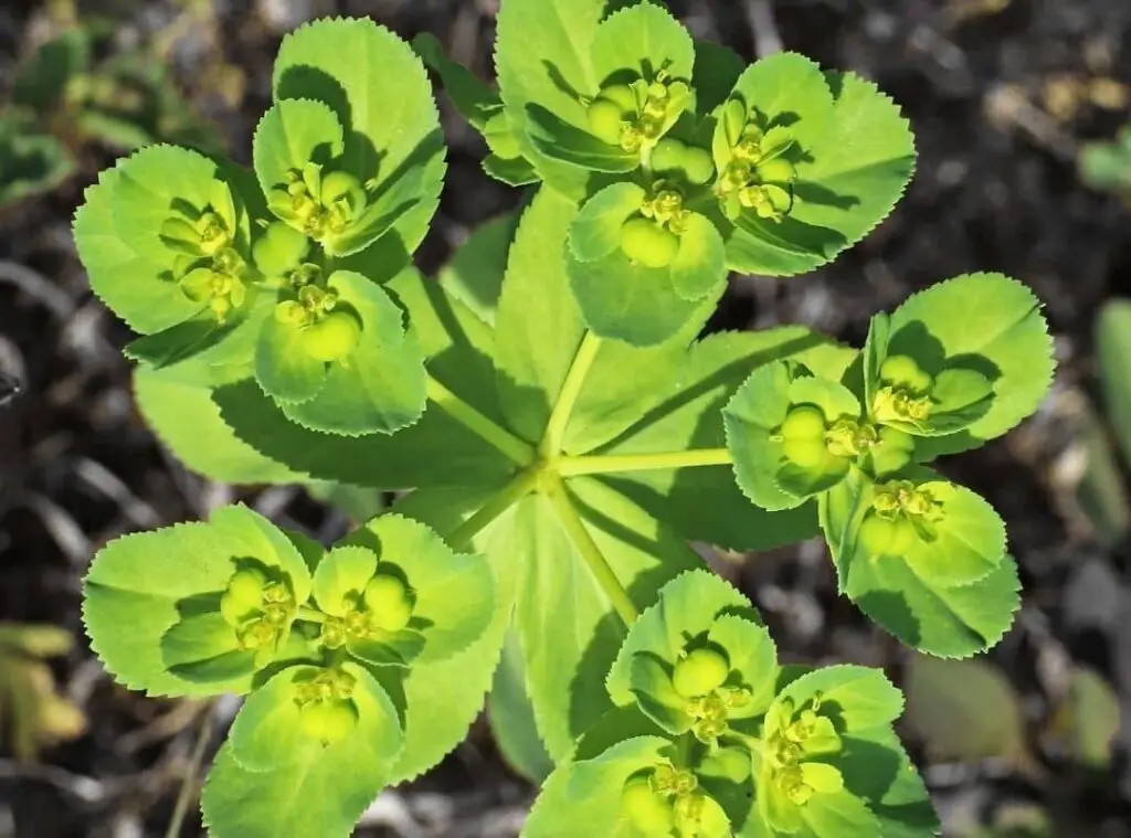 Euphorbia Fertilizer