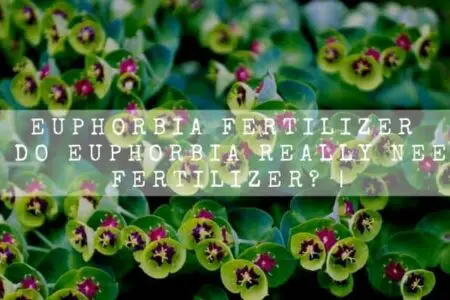 Euphorbia Fertilizer | Do Euphorbia Really Need Fertilizer? |