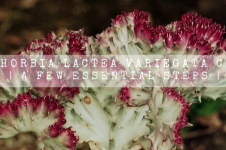 Euphorbia Lactea Variegata Care | A Few Essential Steps |