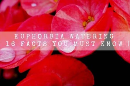 Euphorbia Watering | 16 Facts You Must Know |