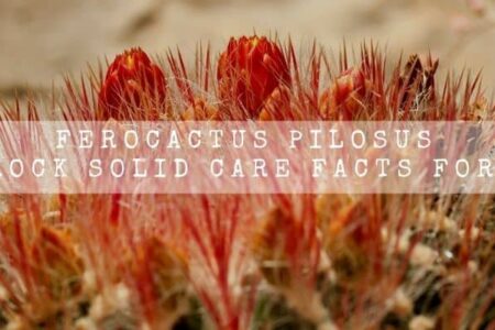 Ferocactus Pilosus | 14 Rock Solid Care Facts For You |