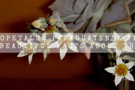 Graptopetalum Paraguayense Flower | 5 Beautiful Facts About Them |
