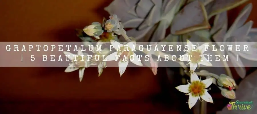 Graptopetalum Paraguayense Flower 