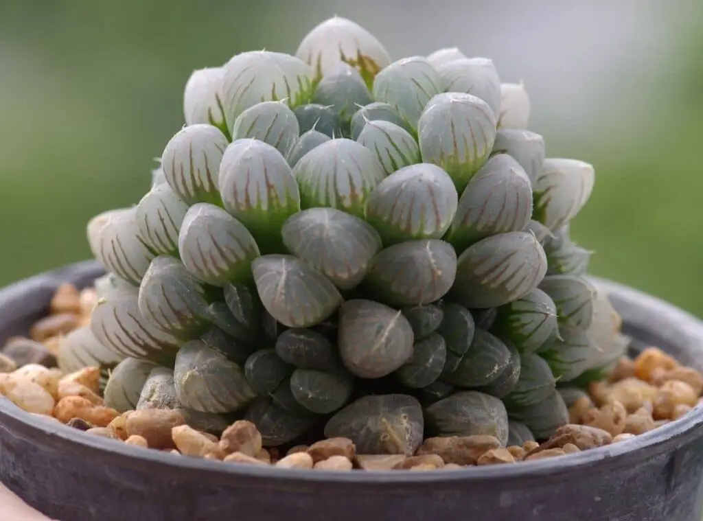 Haworthia Cooperi Propagation 1 1