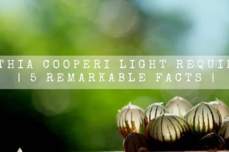 Haworthia Cooperi Light Requirement | 5 Remarkable Facts |