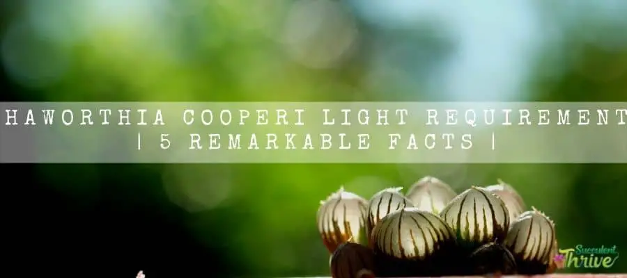 Haworthia Cooperi light requirement