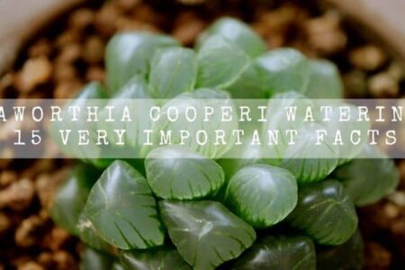 Haworthia Cooperi Watering | 15 Very Important Facts |