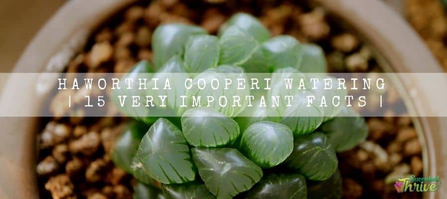 Haworthia Cooperi watering