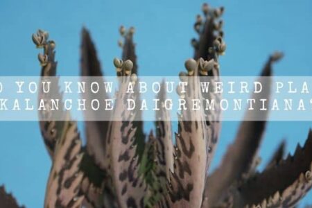 Do You Know About Weird Plant Kalanchoe Daigremontiana?