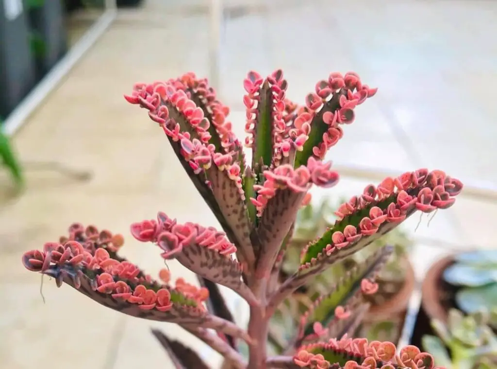 Kalanchoe Pink Butterfly