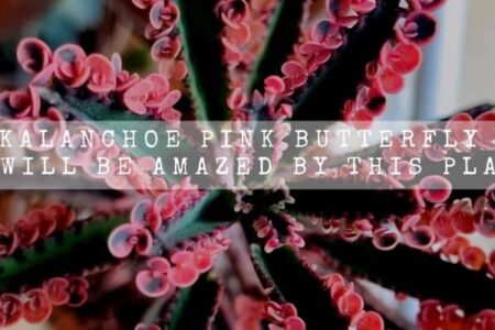 Kalanchoe Pink Butterfly | You Will Be Amazed By This Plant  |