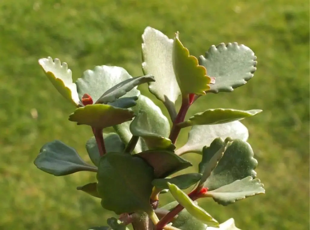 Kalanchoe Sexangularis