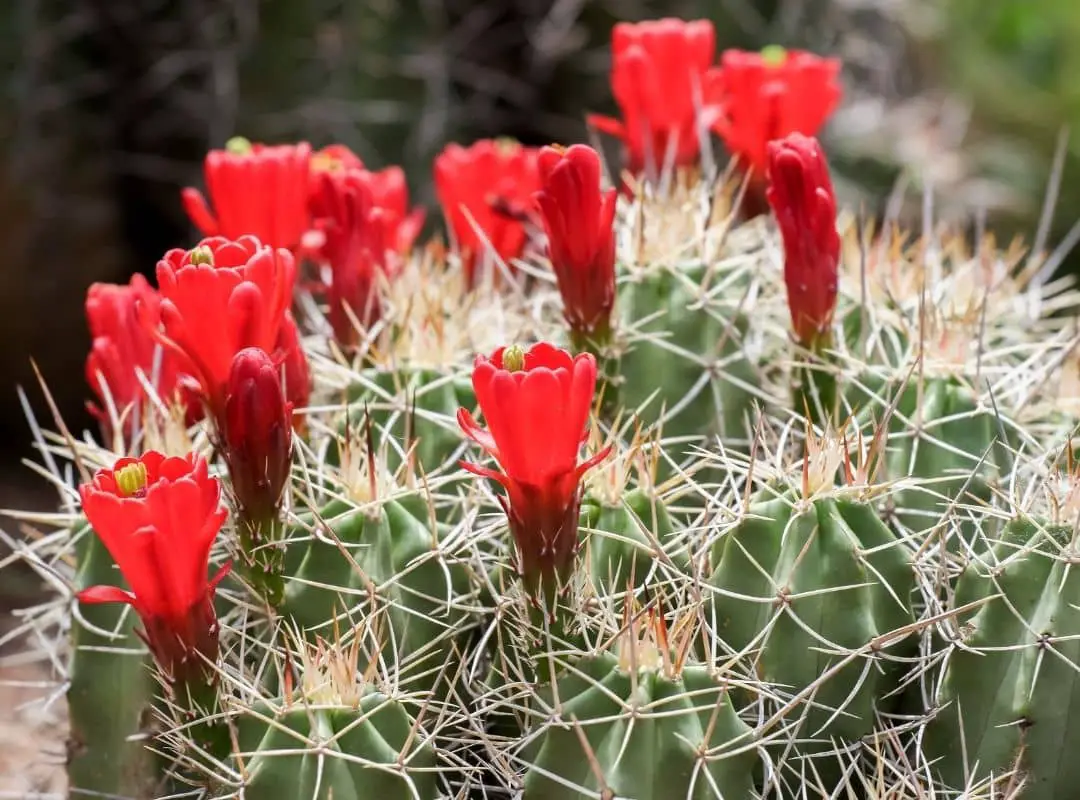 King Cup Cactus Care Facts ( A Cactus With Gorgeous Flower ...