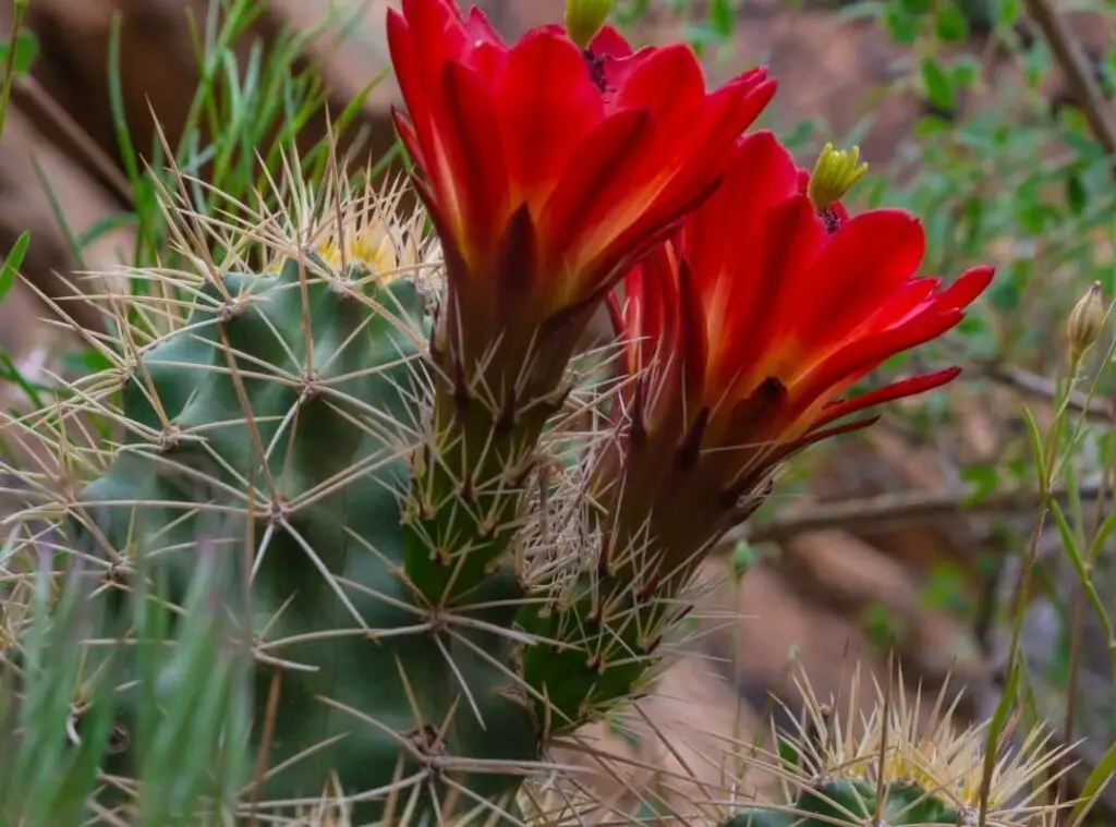 King Cup Cactus