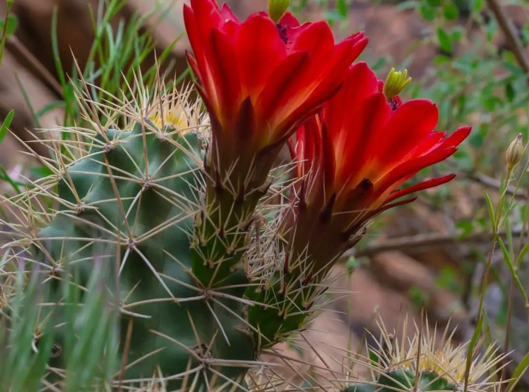 King Cup Cactus Care Facts ( A Cactus With Gorgeous Flower ...