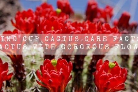 King Cup Cactus Care Facts ( A Cactus With Gorgeous Flower )