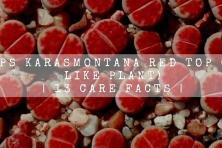 Lithops Karasmontana Red Top (Stone Like Plant)| 13 Care Facts |