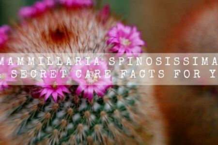 Mammillaria Spinosissima | 14 Secret Care Facts For You |