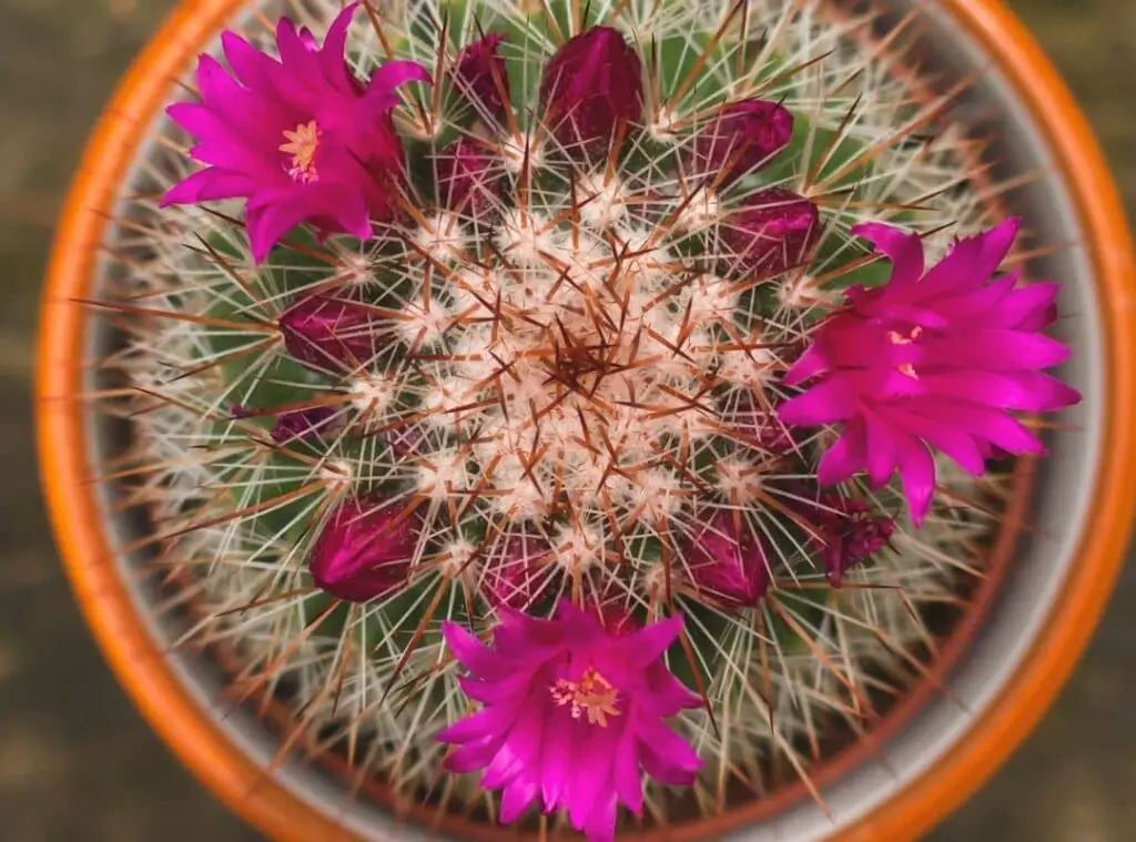 Mammillaria Spinosissima 