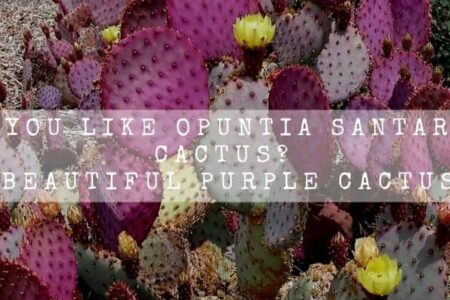 Do You Like Opuntia Santarita Cactus? | Beautiful Purple Cactus |