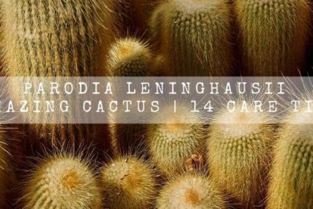 Parodia Leninghausii | Amazing Cactus | 14 Care Tips