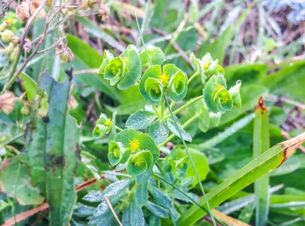 Portland Spurge