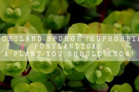 Portland Spurge (Euphorbia Portlandica) | A Plant You Should Know! |