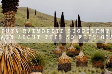 Puya Raimondii Succulent | Learn About This 30 Feet Giant |