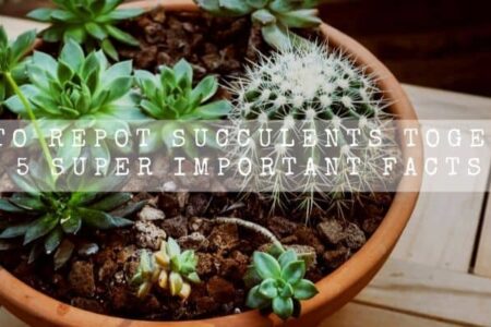 How To Repot Succulents Together | 5 Super Important Facts |