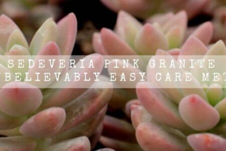 Sedeveria Pink Granite | 13 Unbelievably Easy Care Methods |