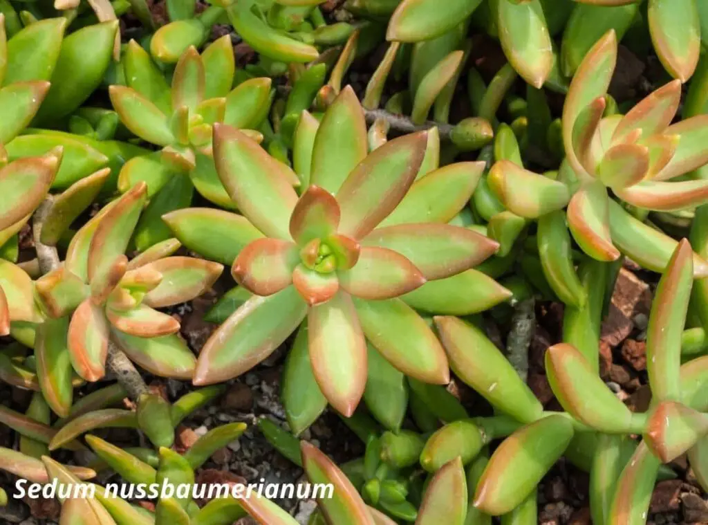 Sedum Adolphii vs Sedum Nussbaumerianum 2 1