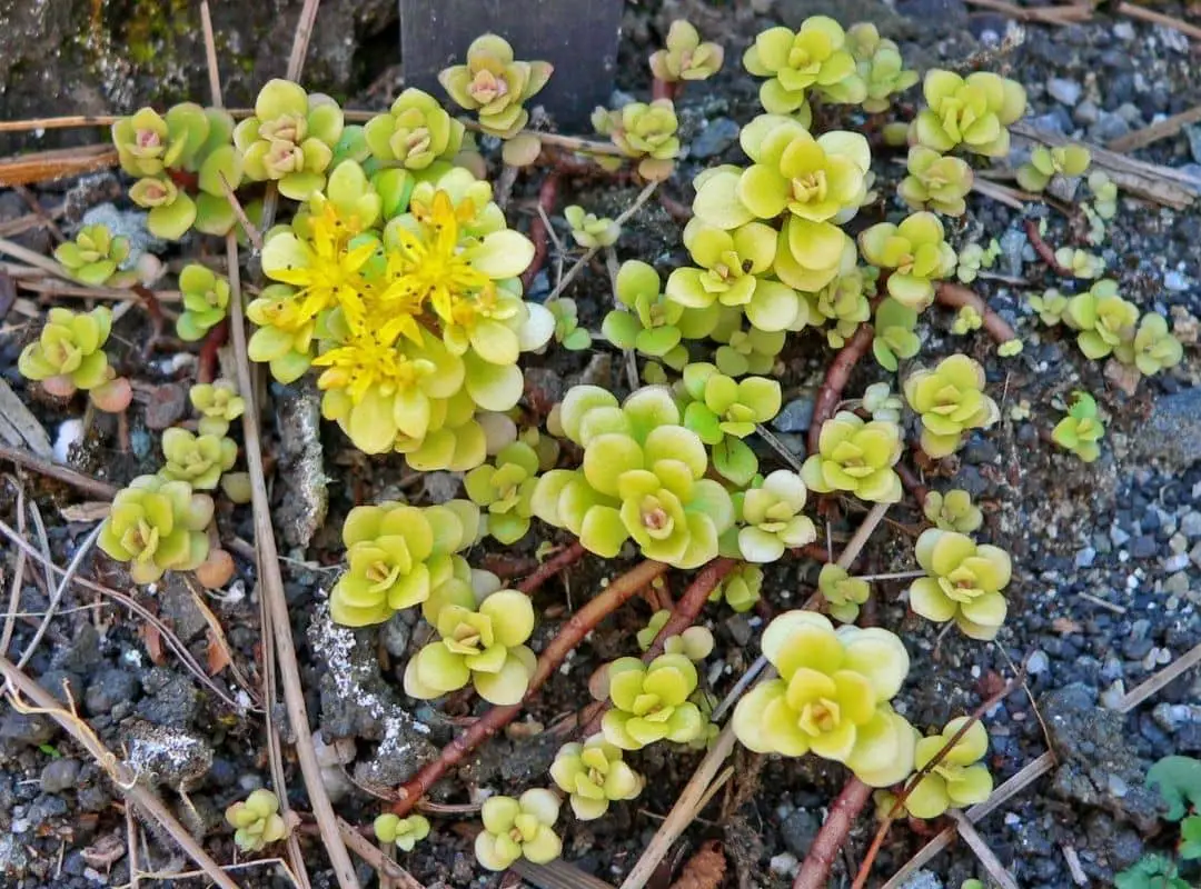 Sedum Makinoi Ogon | 14 Rock Solid Care Facts For You | Succulent Thrive