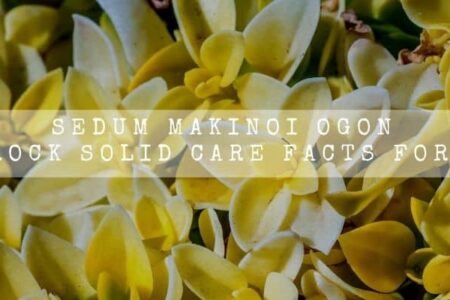 Sedum Makinoi Ogon | 14 Rock Solid Care Facts For You |