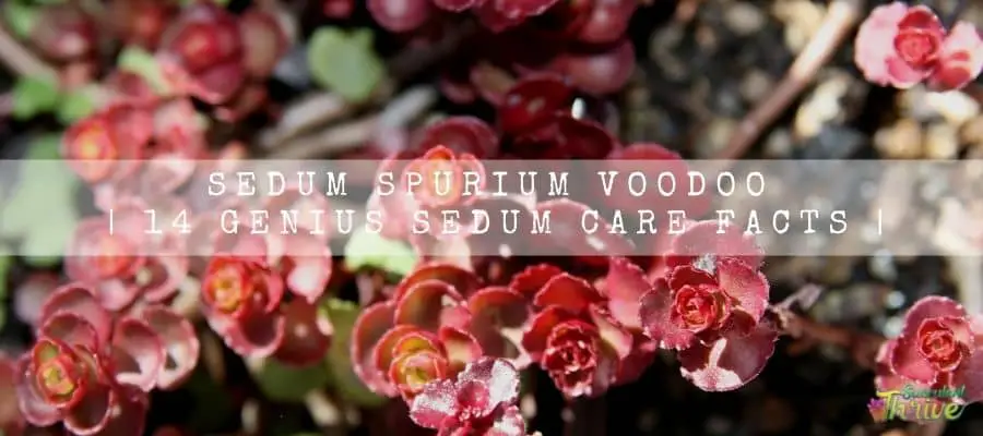 Sedum Spurium Voodoo