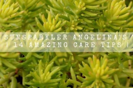 Sedum Sunsparkler Angelina’s Teacup | 14 Amazing Care Tips |